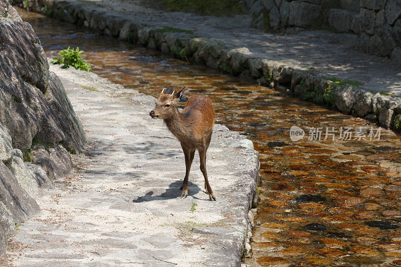 日本广岛县宫岛的鹿