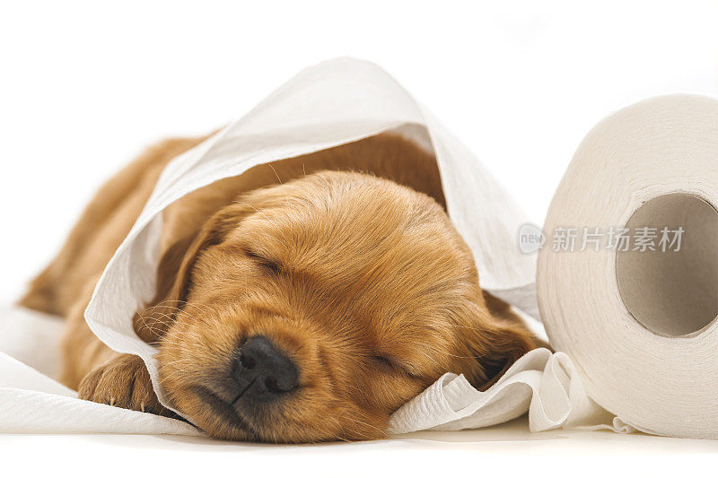 一只金毛寻回犬和一卷卫生纸一起睡觉