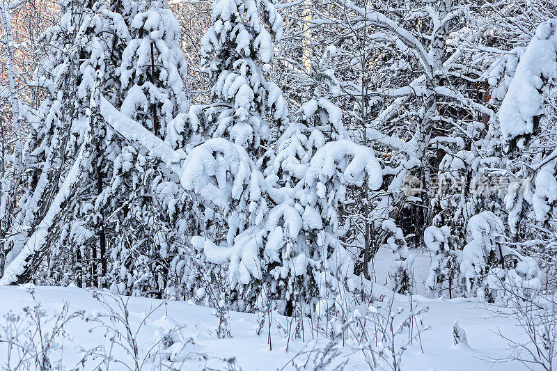 雪中的云杉