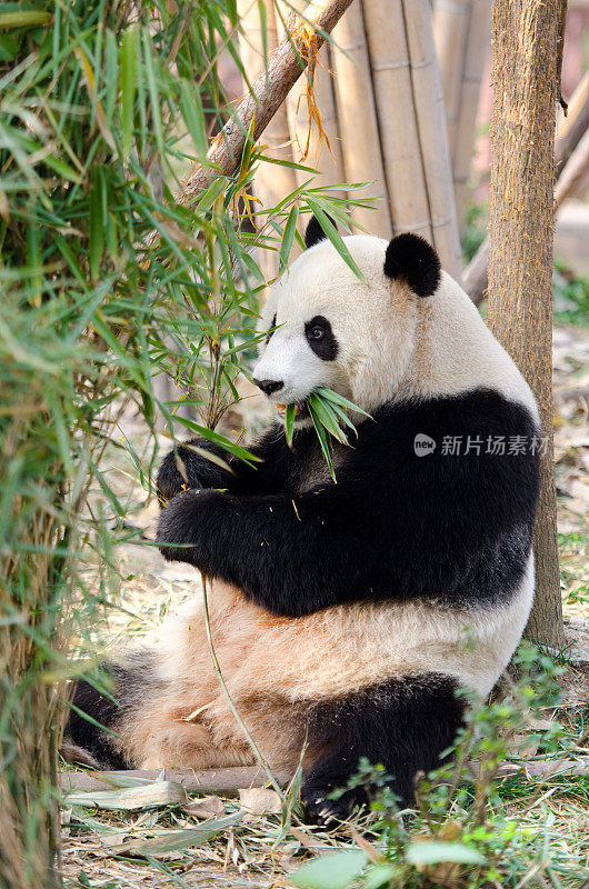 大熊猫吃竹子——四川，中国