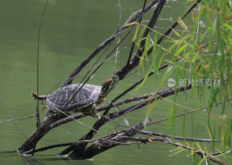 树上的乌龟