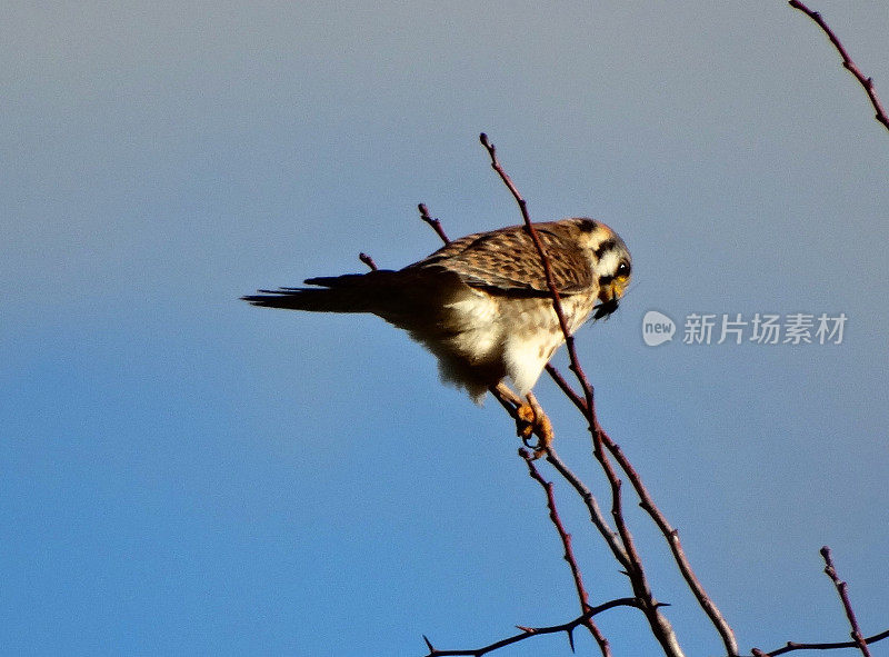 红隼昆虫捕食