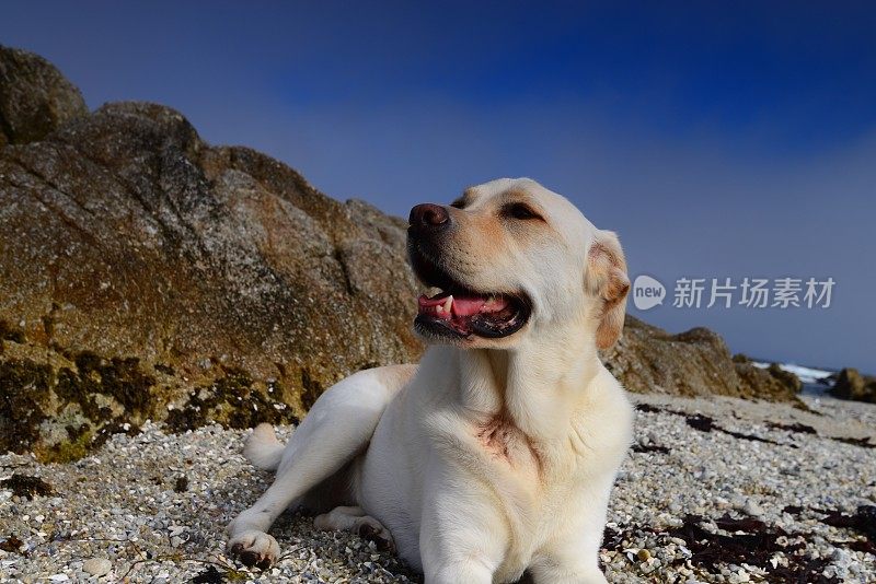 拉布拉多寻回犬