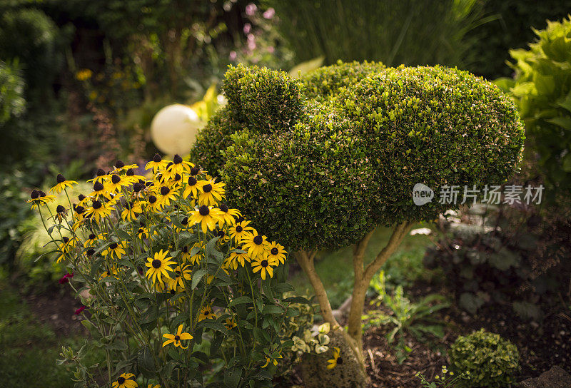 黄杨树在一个美丽的花园里