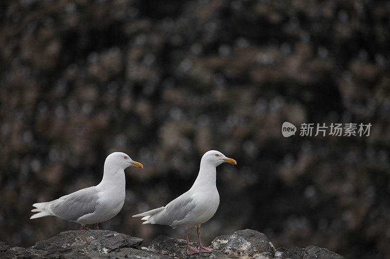 北极的海鸥夫妇