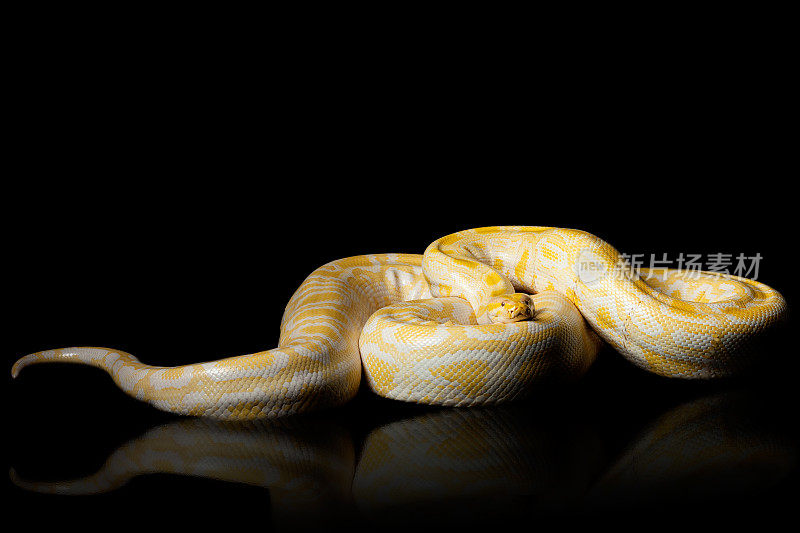 蛇-缅甸白化病蟒蛇