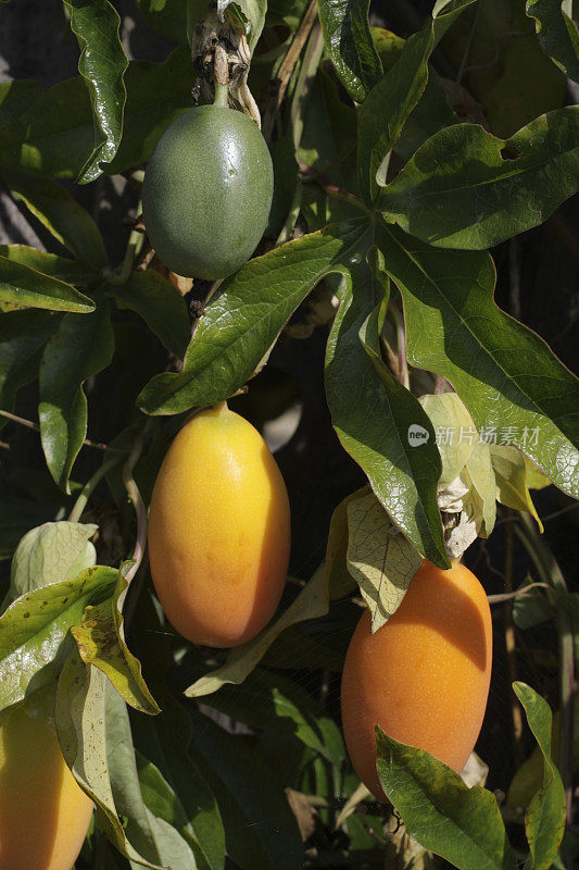 成熟的橙子，未成熟的绿色百香果