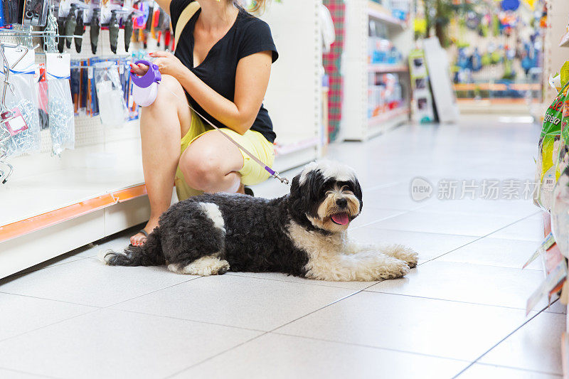 可爱的藏獒在宠物店