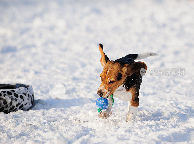 小猎犬在雪地里玩耍