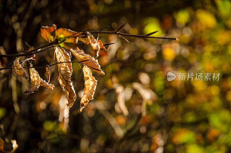 在一个温暖的秋天早晨晒干的树叶