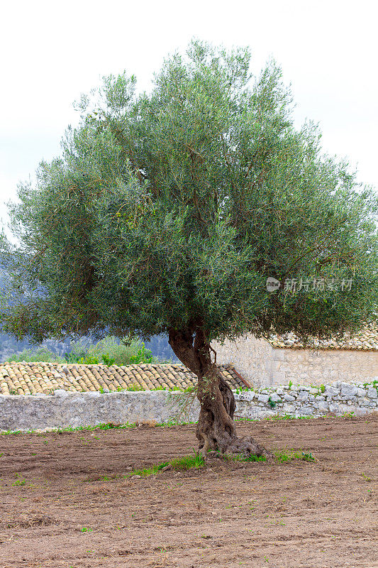 意大利橄榄收获:孤独的橄榄树，犁过的田地，农舍细节