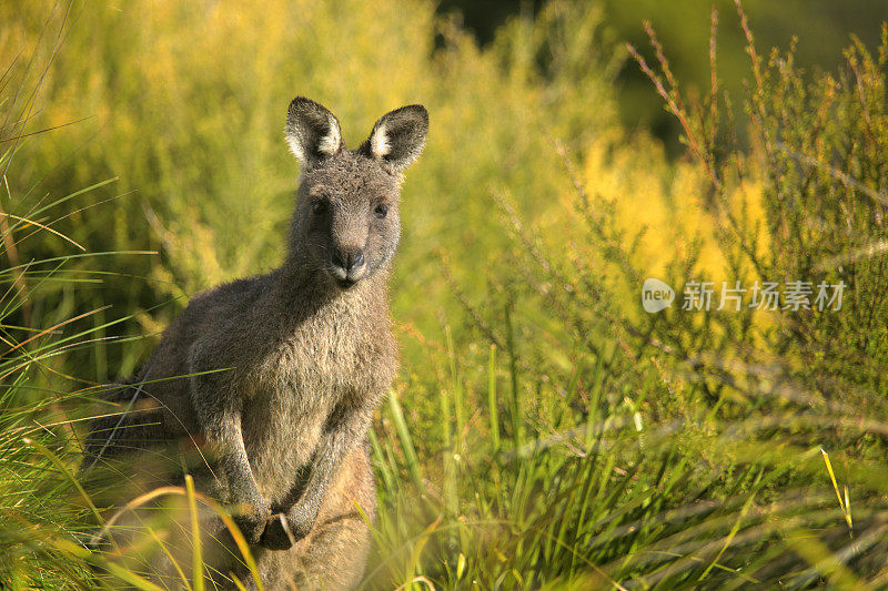 袋鼠面对面的澳大利亚有袋动物