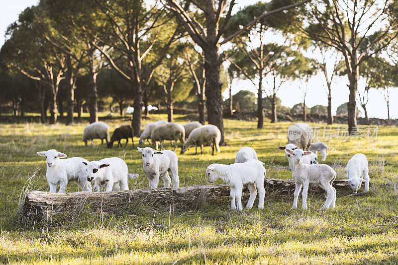 一群在绿色草地上吃草的绵羊和羊羔。