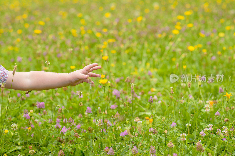 孩子伸手去拿花