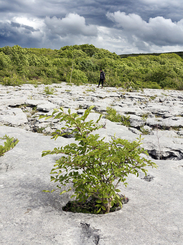 爱尔兰克莱尔布伦石灰石上幸存的植物