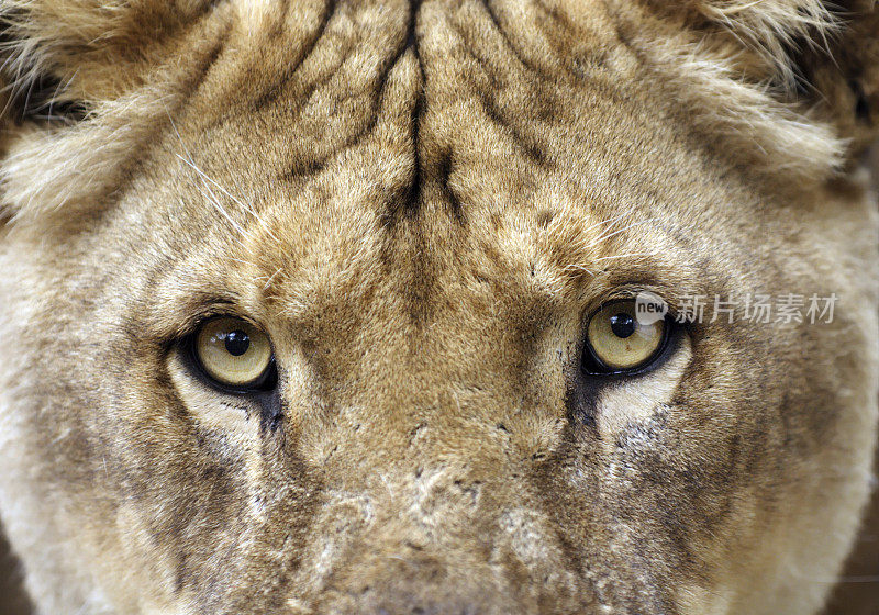 狮子的眼睛