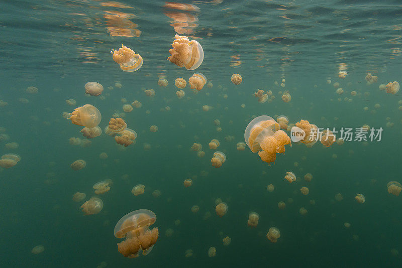 水母湖，岩石群岛，帕劳