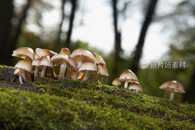 苔藓圆木上的蘑菇
