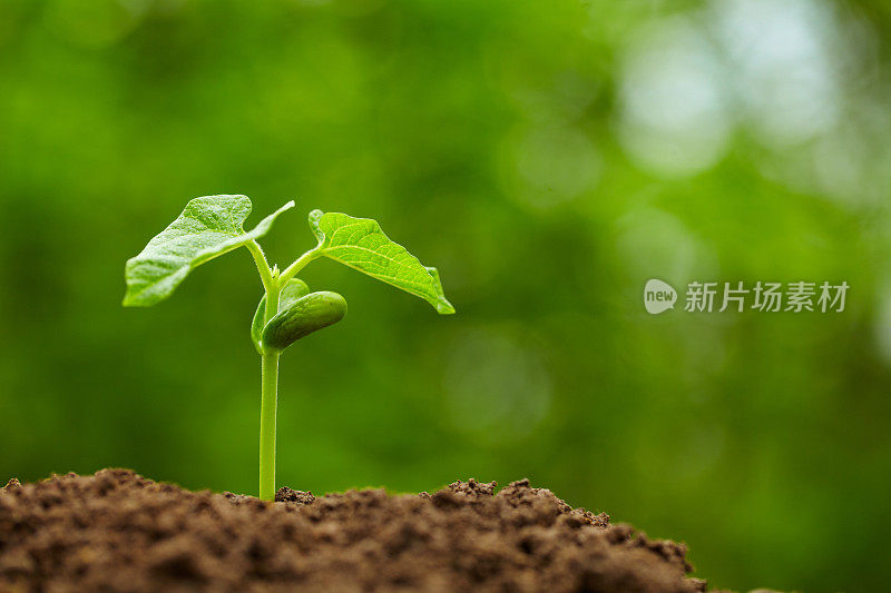 春芽生长在绿色的自然背景下