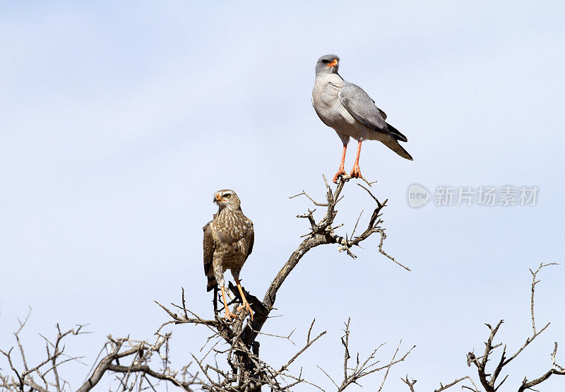 苍鹰，卡拉加迪越境公园，南非