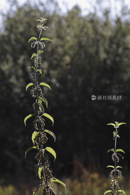 荨麻荨麻在花黑暗的背景