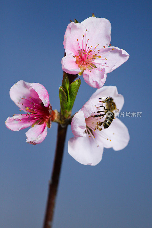 阳光下的花朵上的蜜蜂