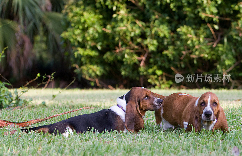 两只巴吉度猎犬