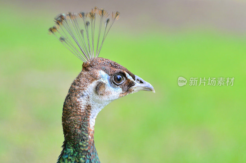 雌印度孔雀头部射击