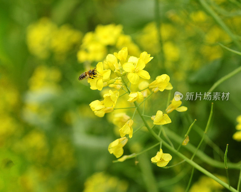 飞行的蜜蜂要停止了