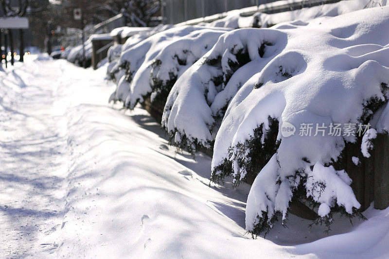 冬天的雪覆盖了云杉的树枝