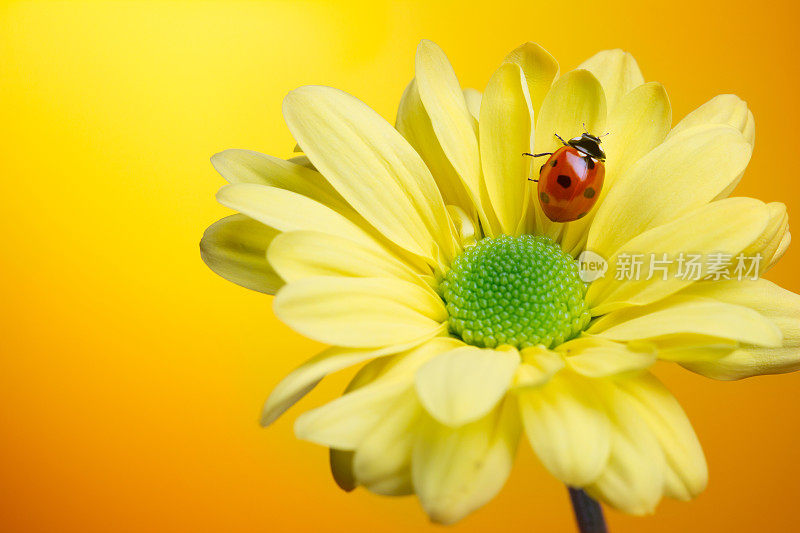 瓢虫在黄花上