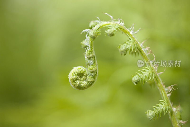 河蕨类植物