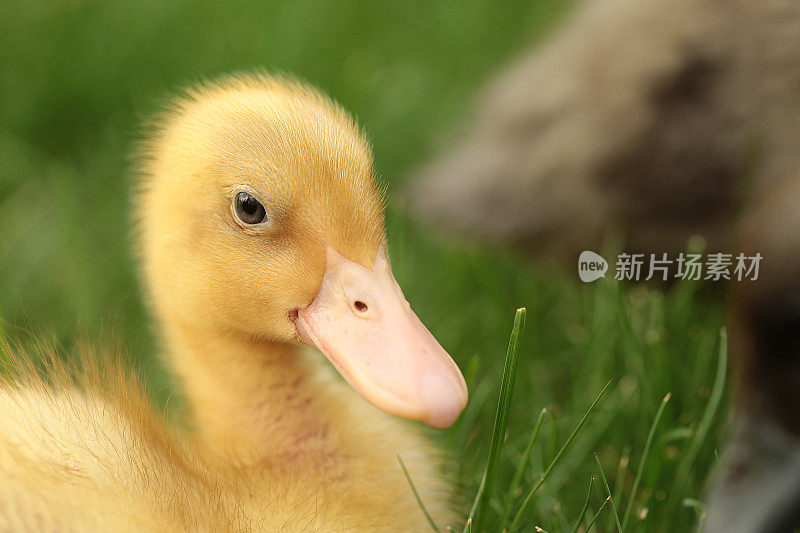 婴儿鸭