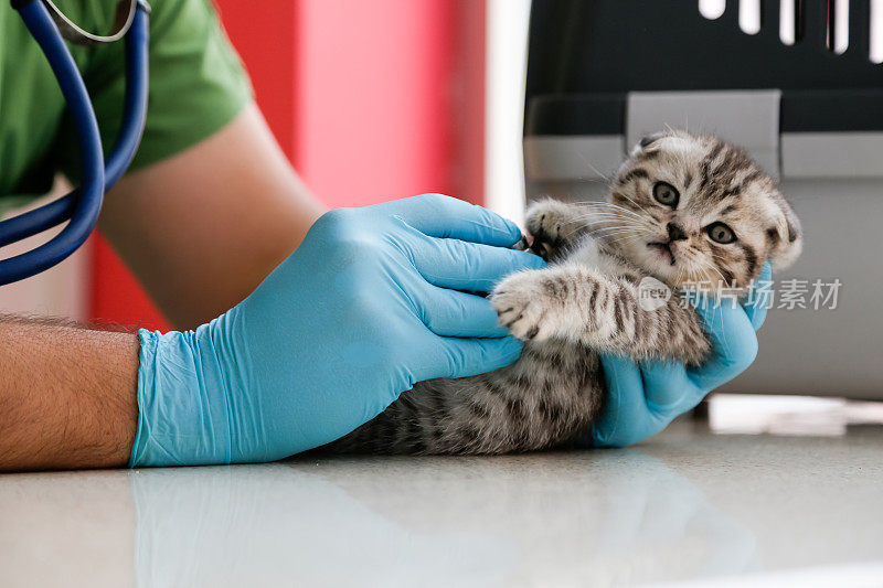 兽医正在为可爱美丽的小猫做检查