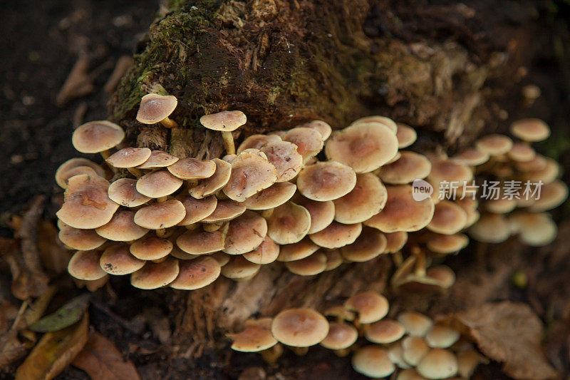 扁平菌类生长在一根老木头上