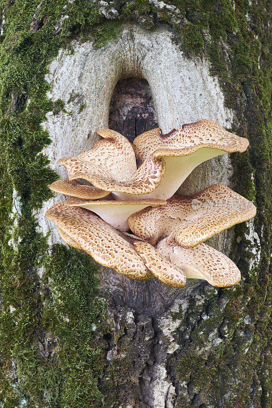 木材真菌