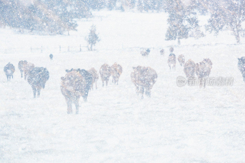 一群牛站在暴风雪中
