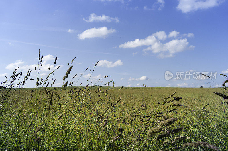 草地和多云的天空