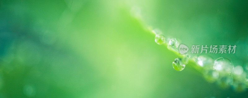 大自然背景雨点和绿色散景