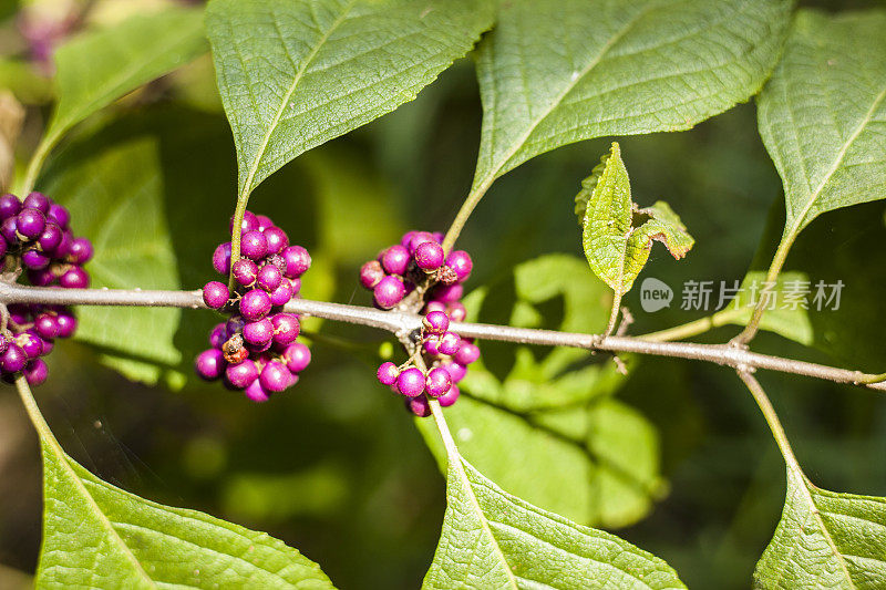 在秋天的植物茎上的紫色美洲美丽的浆果。