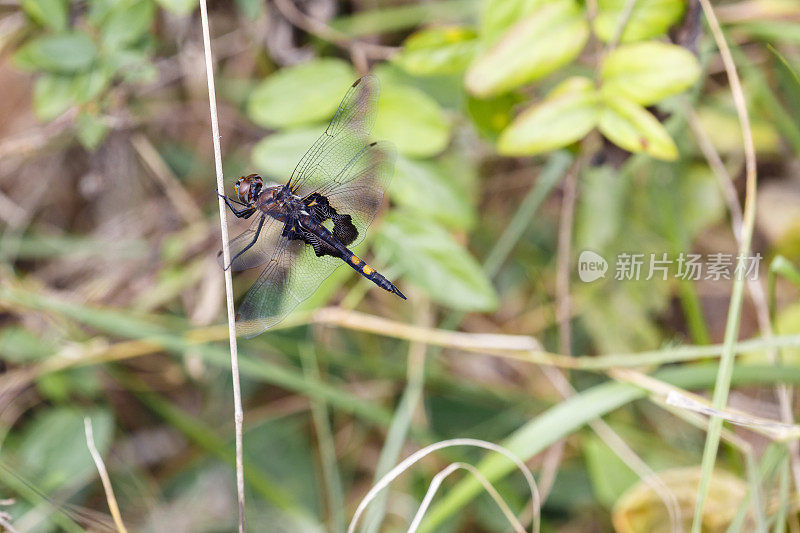 黑鞍袋蜻蜓特写