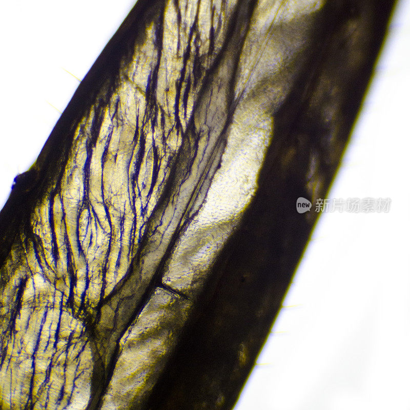 显微镜下的蛾子腿