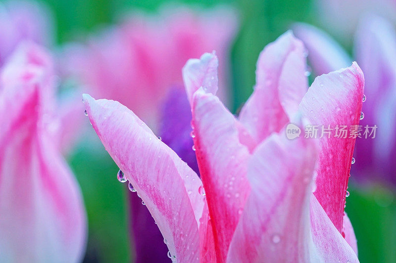 郁金香的雨滴