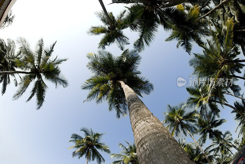 椰子树的注视