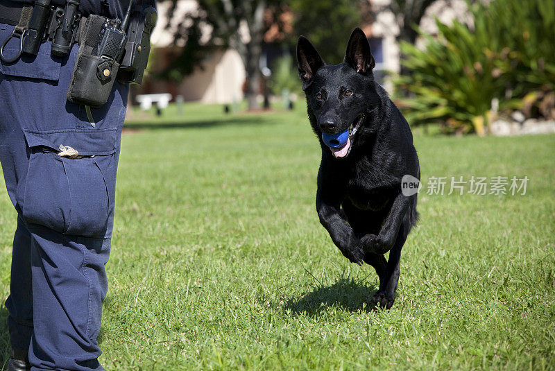 正在训练的黑色德国牧羊犬K-9警犬