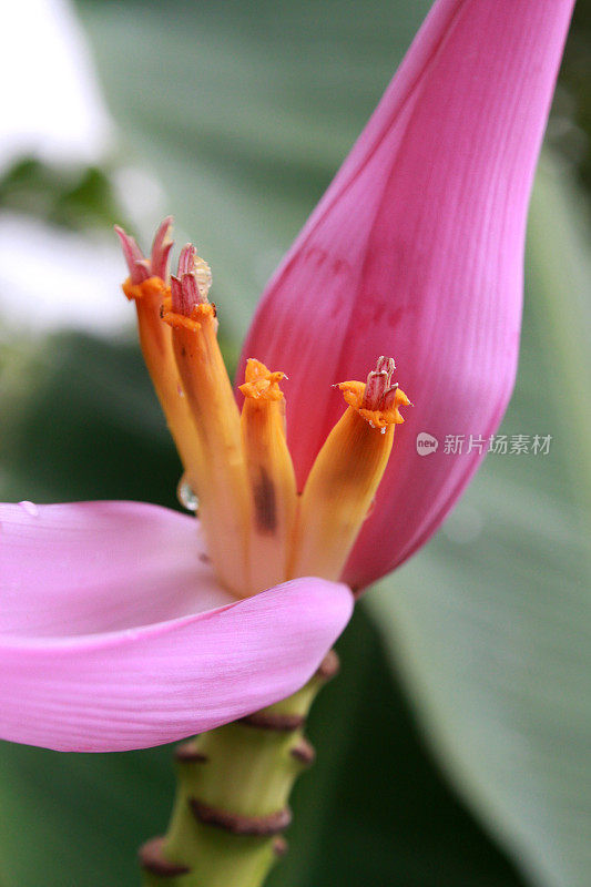 香蕉花