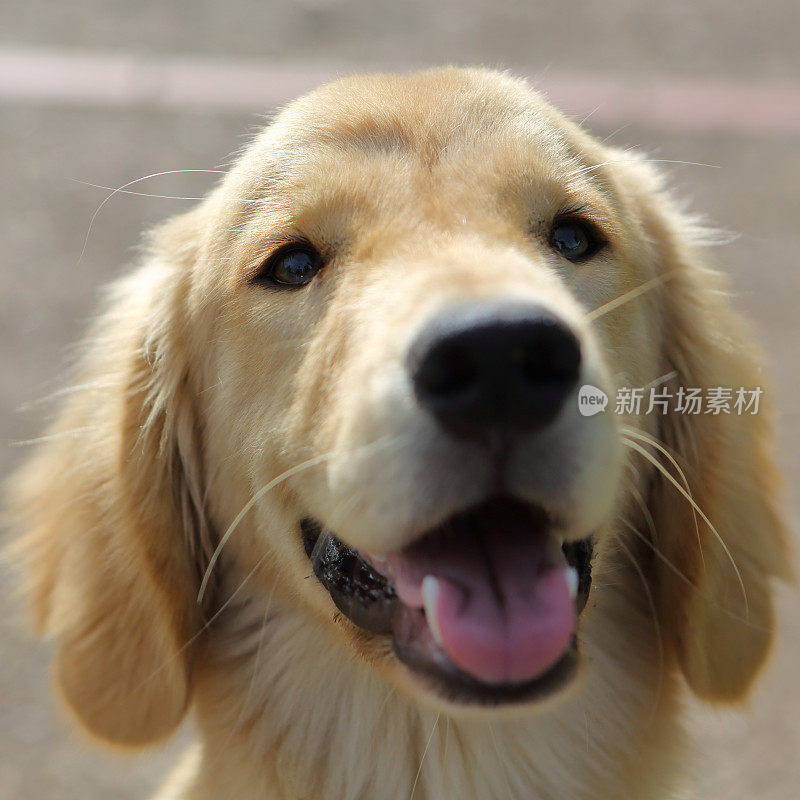 金毛猎犬极端特写