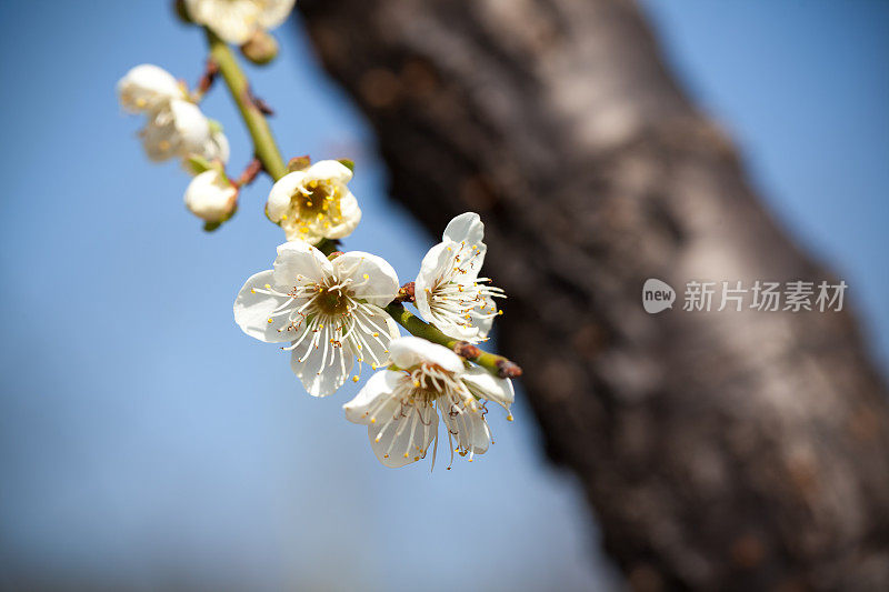 梅花