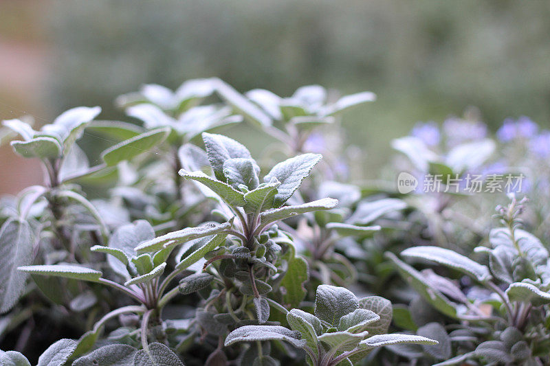 新鲜鼠尾草鼠尾草家花园