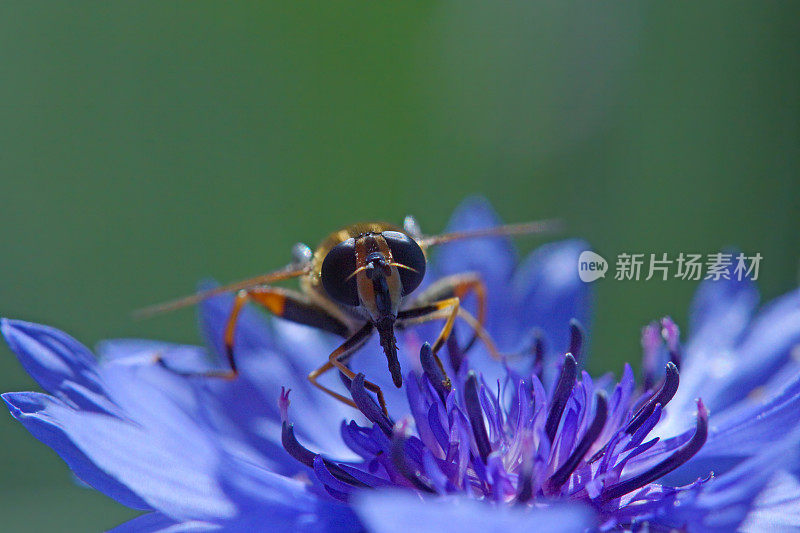 食蚜蝇在浅